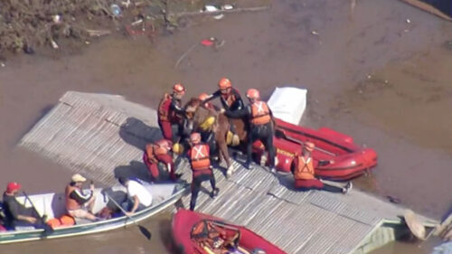 Imagem da transmissão do resgate do cavalo Caramelo na GloboNews