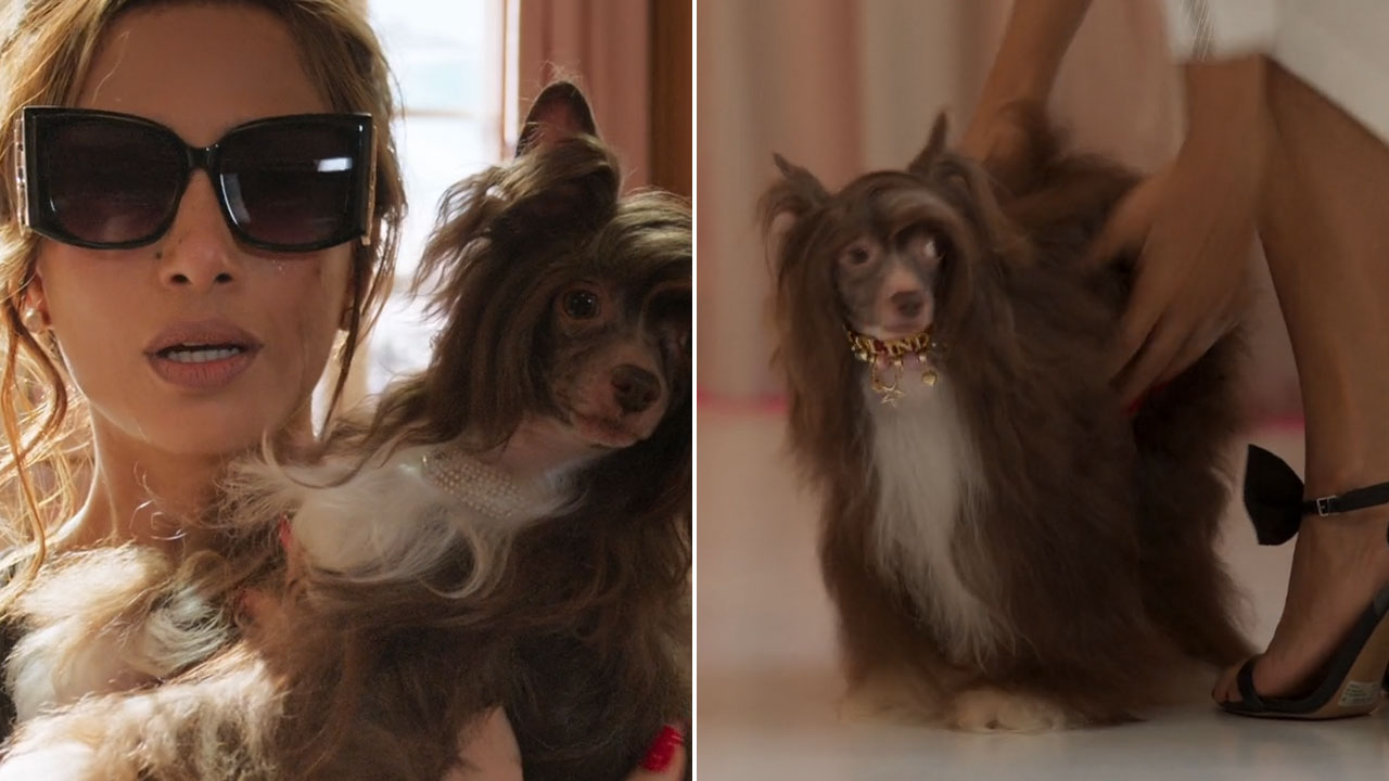 Montagem com duas cenas da novela Beleza Fatal. Na primeira, Camila Pitanga, no papel de Lola, usa óculos escuros e segura o cachorro Lolindo. Na segunda, Lolindo aparece no chão usando uma coleira dourada, enquanto uma mão o segura delicadamente