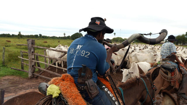 Peão montado em cavalo sopra berrante para conduzir boiada no Pantanal durante gravação do Profissão Repórter