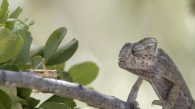 Camaleão observa inseto sobre galho entre folhas em cena do documentário Planeta Terra da TV Cultura